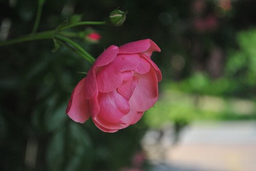 beautiful  rose  pink