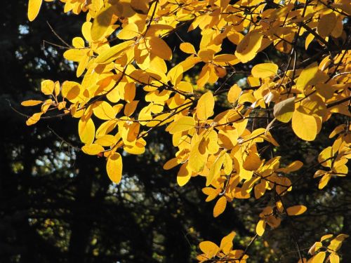 beautiful autumn yellow