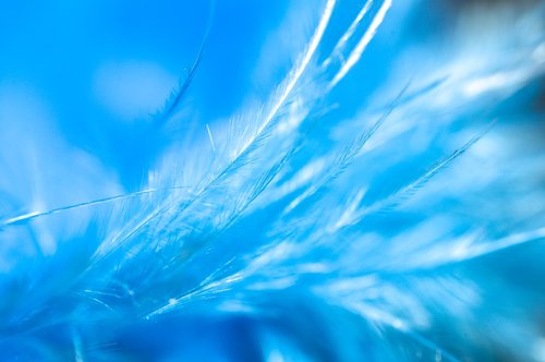 beautiful  blue  feather