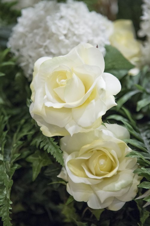 beautiful  white  roses