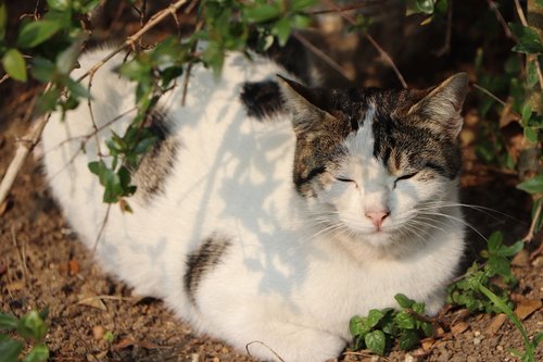 beautiful  cat  pose