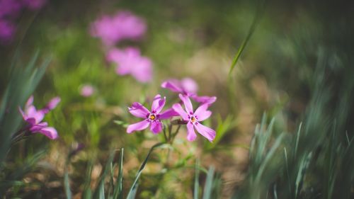 beautiful the leaves flowers