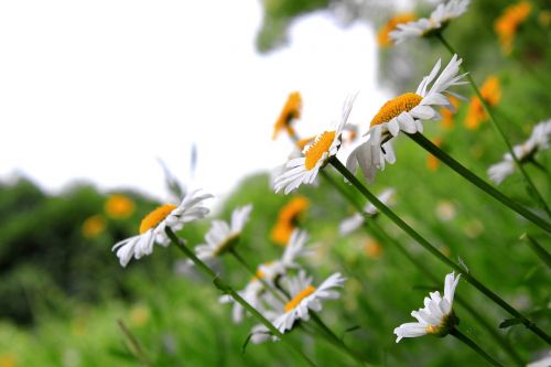 beautiful daisy flowers