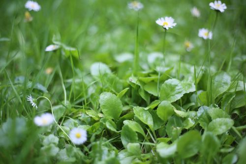 beautiful green the scenery