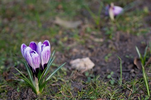 crocus spring bloom