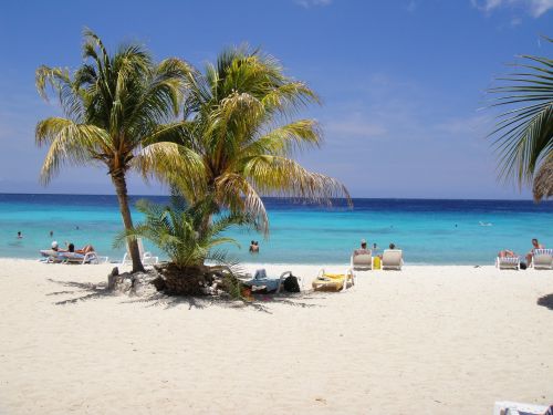 beautiful beach palm trees curacao