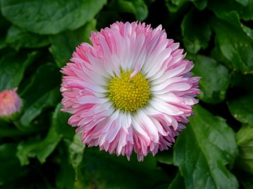 Beautiful Bellis Flower