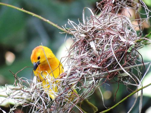 beautiful bird nestle colorful