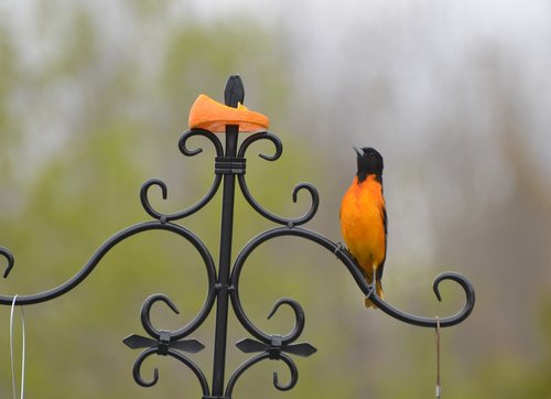 beautiful bird  beauty shows  orange slices