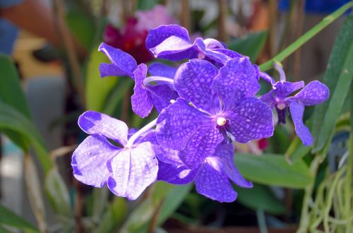 Beautiful Blue Orchid