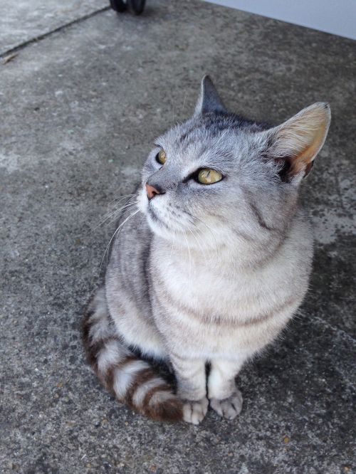 beautiful cat cat eyes grey cat