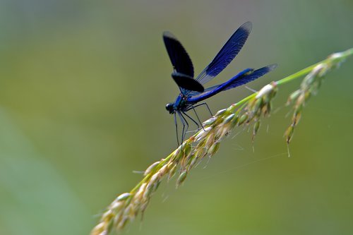 beautiful demoiselle bright  dragonfly  demoiselle