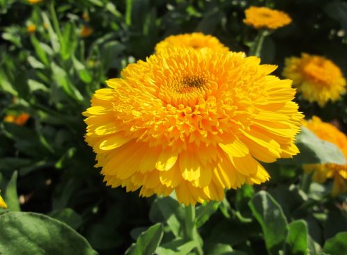 beautiful flower flower yellow flowers