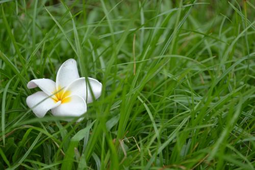 Beautiful Flower