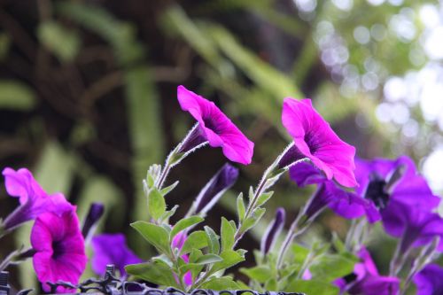 beautiful flower flowers in garden colorful