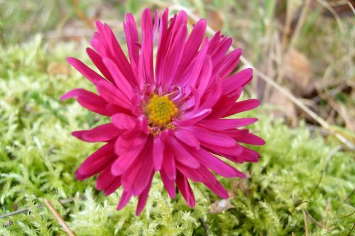 beautiful flower purple meadow