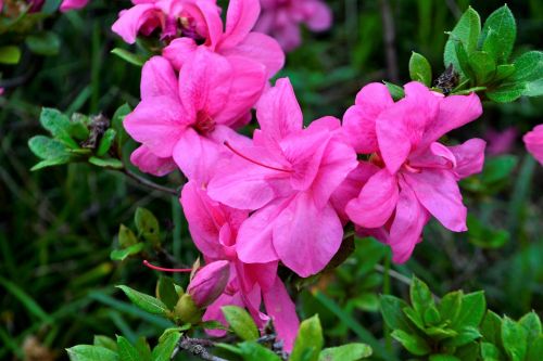 beautiful flower lavender purple