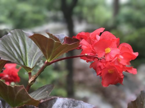 beautiful flower red shades red