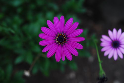 beautiful flower flower nature