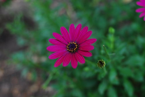 beautiful flower nature plant