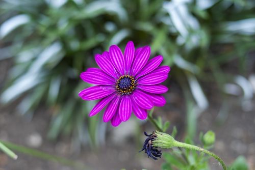 beautiful flower nature plant