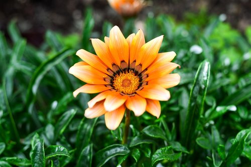 beautiful flower  nature  petals pink