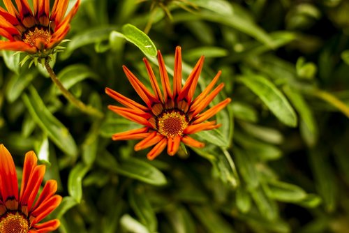 beautiful flower  garden  spring