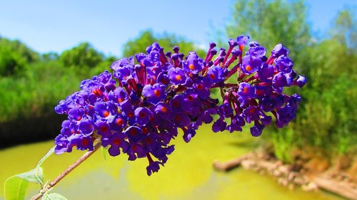 beautiful flower  purple  bells