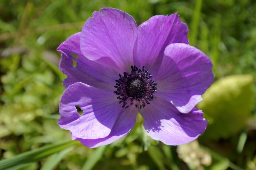 beautiful flowers flower purple