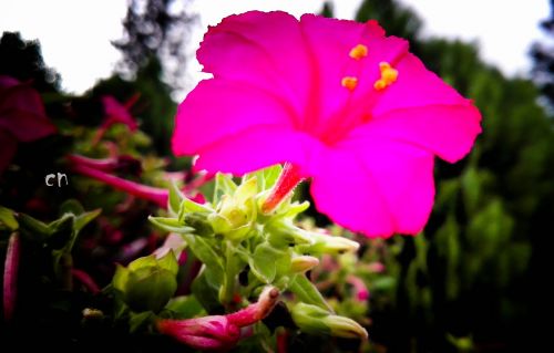 beautiful flowers landscape red