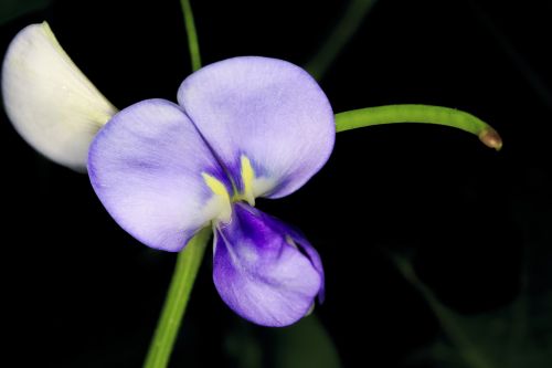 beautiful flowers blooming natural