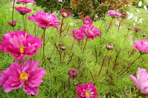 beautiful flowers nature autumn flowers