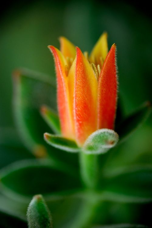 beautiful flowers cactus flower