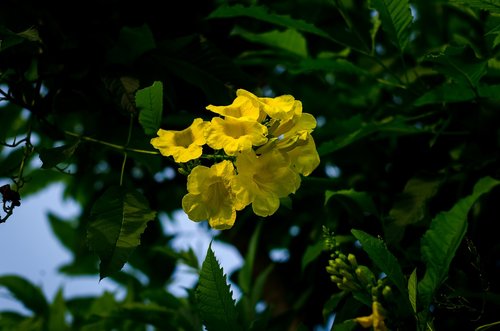 beautiful flowers  yellow flowers  flowers bloom