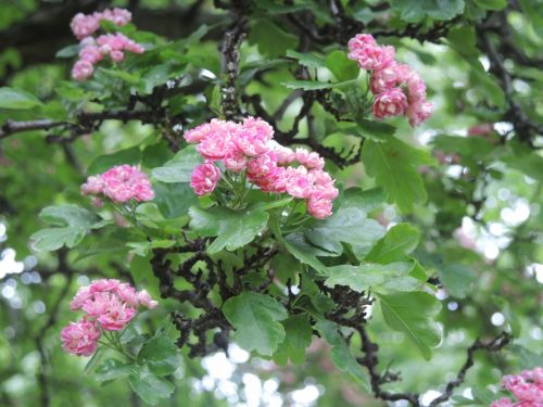 Beautiful Flowers In Spring