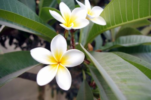 Beautiful Frangipani Flowers