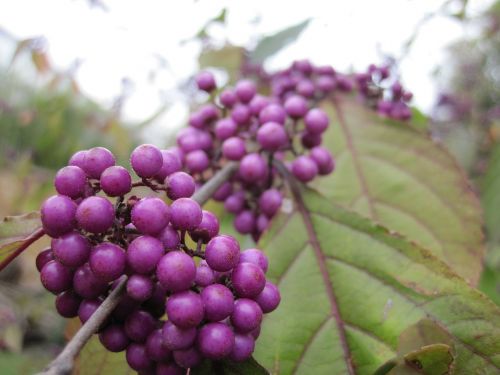 beautiful fruit sprinkles shrub violet