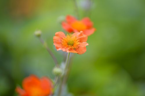 beautiful garden flowers garden spring