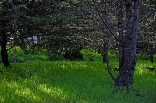 Beautiful Green Meadow