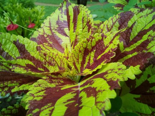 Beautiful Green Plant