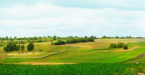 beautiful landscape field tree