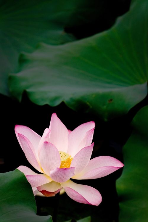 beautiful lotus flower good flower needs green leaves