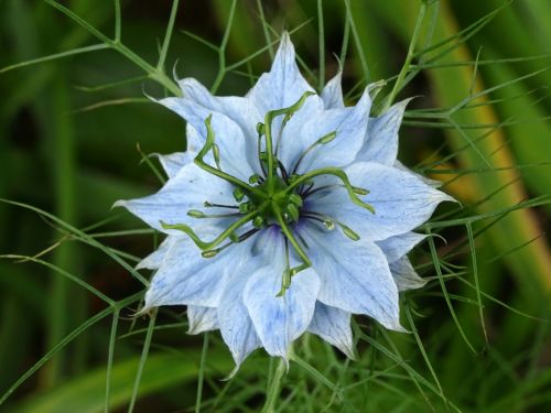 Beautiful Pale Blue Petals Flower
