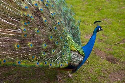 Beautiful Peacock