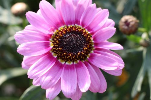 Beautiful Pink Flower