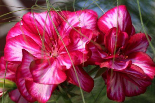 Beautiful Red And White Flowers