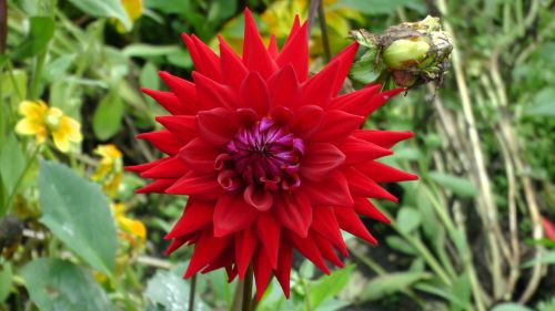 Beautiful Red Flower