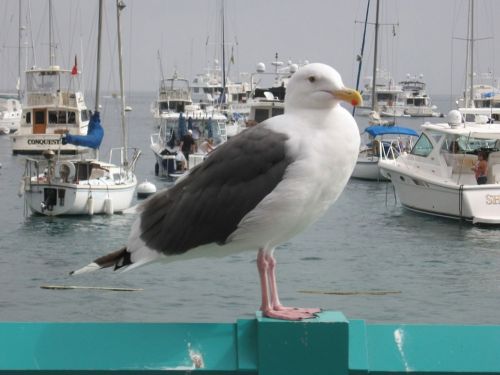 Beautiful Seagull