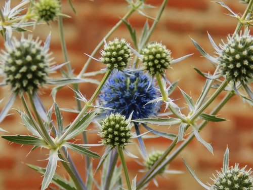 beautiful spines  brickwork  background