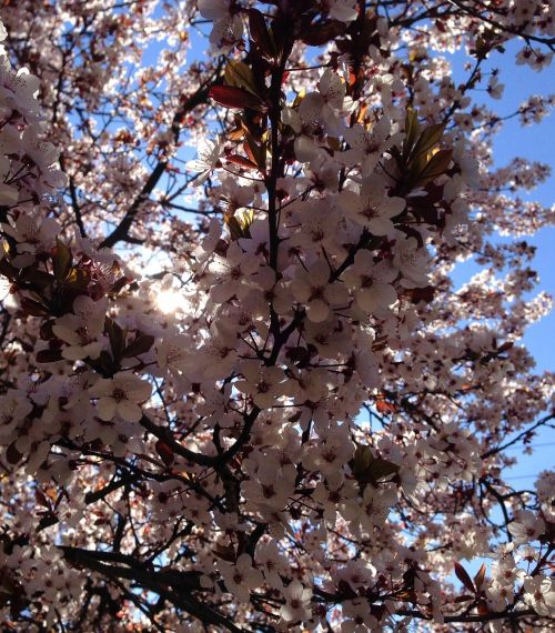 beautiful spring blooming tree